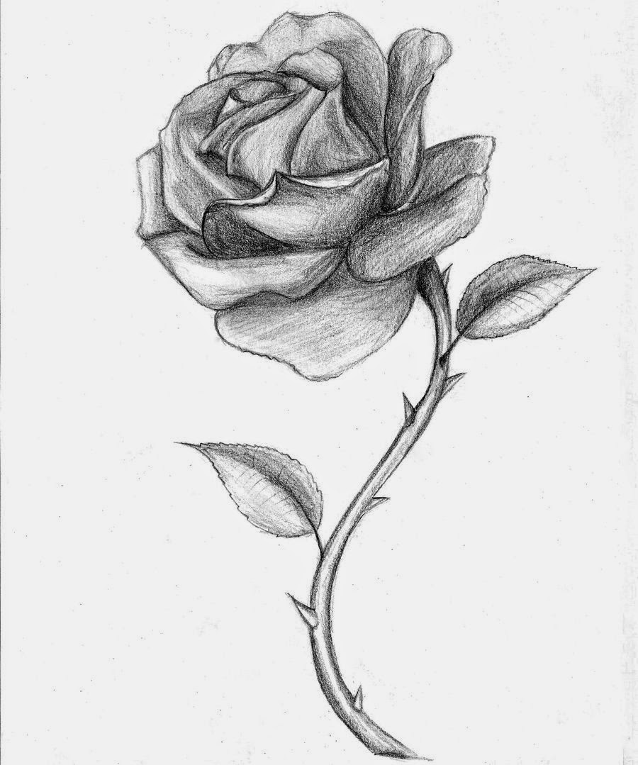rose drawing rose drawing
